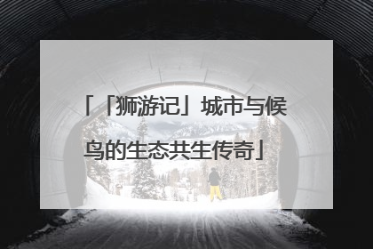 「狮游记」城市与候鸟的生态共生传奇