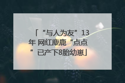 “与人为友”13年 网红麋鹿“点点”已产下8胎幼崽