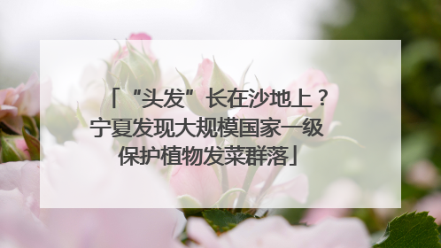 “头发”长在沙地上？宁夏发现大规模国家一级保护植物发菜群落