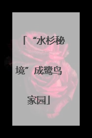 “水杉秘境”成鹭鸟家园