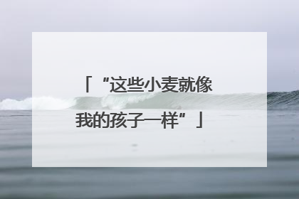 “这些小麦就像我的孩子一样”