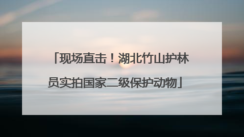 现场直击！湖北竹山护林员实拍国家二级保护动物