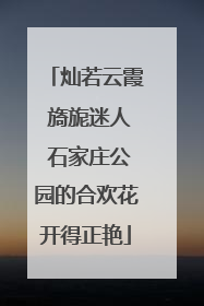 灿若云霞 旖旎迷人 石家庄公园的合欢花开得正艳