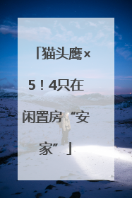 猫头鹰×5！4只在闲置房“安家”