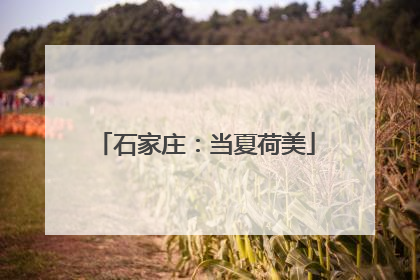 石家庄：当夏荷美