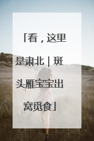 看，这里是肃北｜斑头雁宝宝出窝觅食