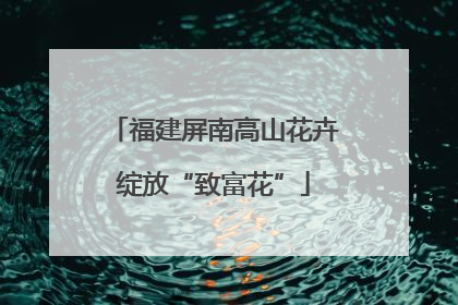福建屏南高山花卉绽放“致富花”