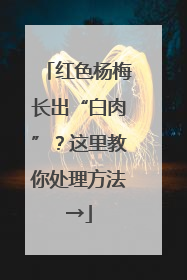 红色杨梅长出“白肉”？这里教你处理方法→