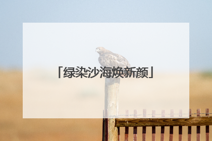 绿染沙海焕新颜