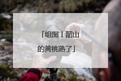 组图丨韶山的黄桃熟了