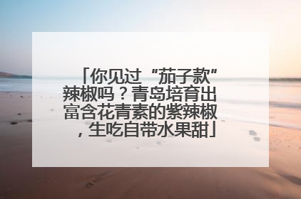 你见过“茄子款”辣椒吗？青岛培育出富含花青素的紫辣椒，生吃自带水果甜