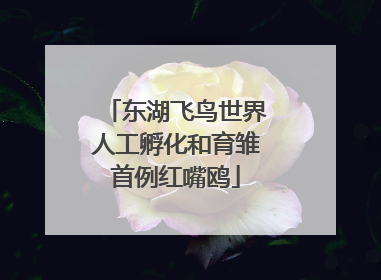 东湖飞鸟世界人工孵化和育雏首例红嘴鸥