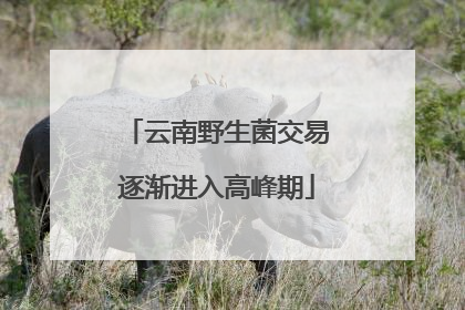 云南野生菌交易逐渐进入高峰期