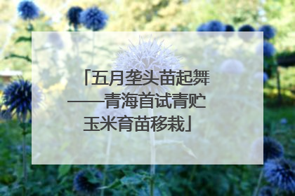 五月垄头苗起舞——青海首试青贮玉米育苗移栽