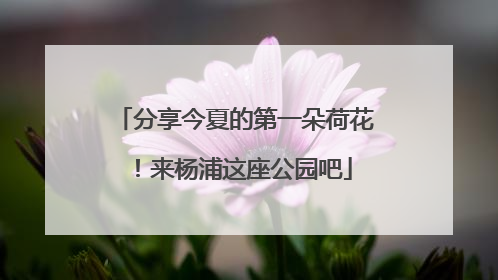 分享今夏的第一朵荷花！来杨浦这座公园吧