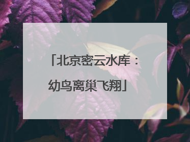 北京密云水库：幼鸟离巢飞翔