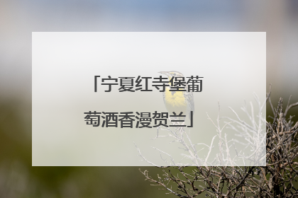 宁夏红寺堡葡萄酒香漫贺兰