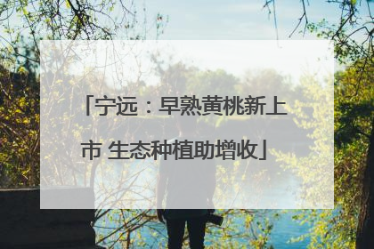 宁远：早熟黄桃新上市 生态种植助增收