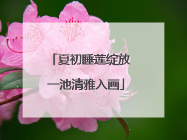 夏初睡莲绽放 一池清雅入画