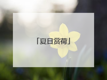 夏日赏荷