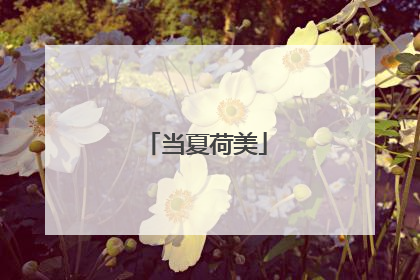 当夏荷美