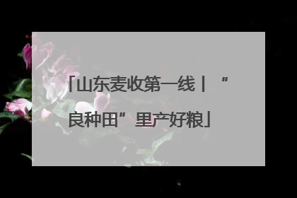 山东麦收第一线丨“良种田”里产好粮