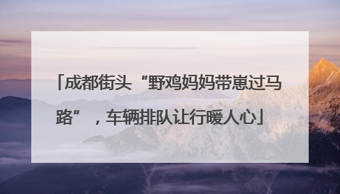 成都街头“野鸡妈妈带崽过马路”，车辆排队让行暖人心