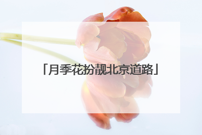 月季花扮靓北京道路