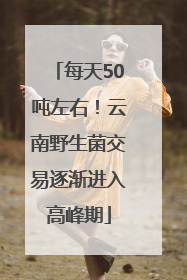 每天50吨左右！云南野生菌交易逐渐进入高峰期