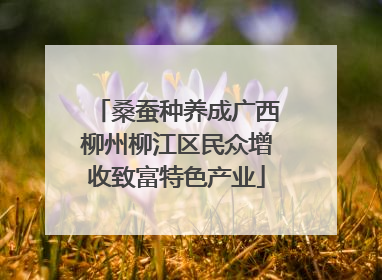 桑蚕种养成广西柳州柳江区民众增收致富特色产业