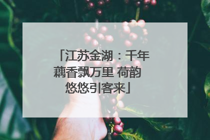 江苏金湖：千年藕香飘万里 荷韵悠悠引客来