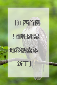 江西首例！鄱阳湖湿地彩鹮喜添新丁