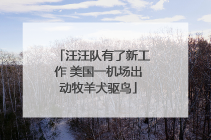汪汪队有了新工作 美国一机场出动牧羊犬驱鸟