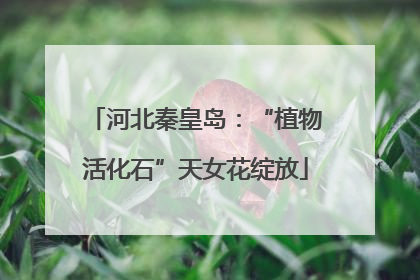 河北秦皇岛：“植物活化石”天女花绽放