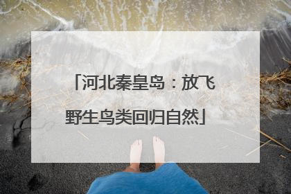 河北秦皇岛：放飞野生鸟类回归自然
