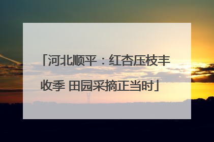 河北顺平：红杏压枝丰收季 田园采摘正当时