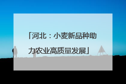 河北：小麦新品种助力农业高质量发展