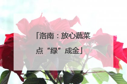 洛南：放心蔬菜点“绿”成金