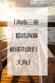 海南三亚：糙齿海豚被成功放归大海