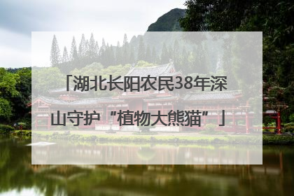 湖北长阳农民38年深山守护“植物大熊猫”