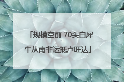 规模空前 70头白犀牛从南非运抵卢旺达
