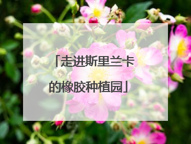 走进斯里兰卡的橡胶种植园