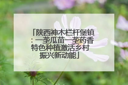 陕西神木栏杆堡镇：一垄瓜苗一垄药香 特色种植激活乡村振兴新动能