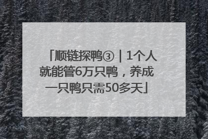 顺链探鸭③｜1个人就能管6万只鸭，养成一只鸭只需50多天