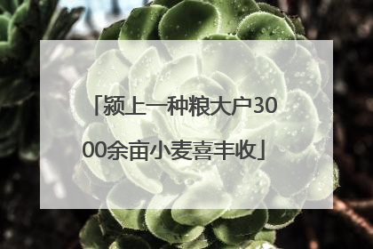 颍上一种粮大户3000余亩小麦喜丰收